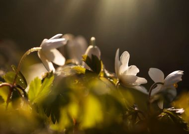 Spring flowers