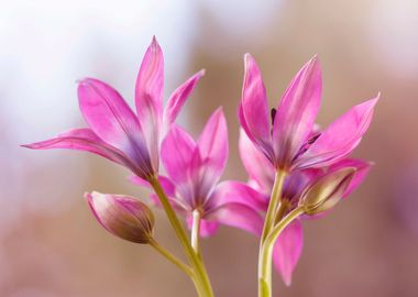 Botanical Tulips