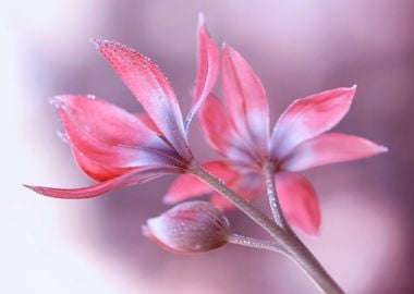 Botanical Tulips