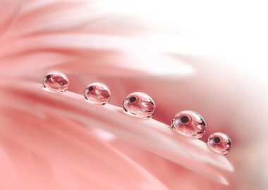 Dew Drops on Gerbera Daisy