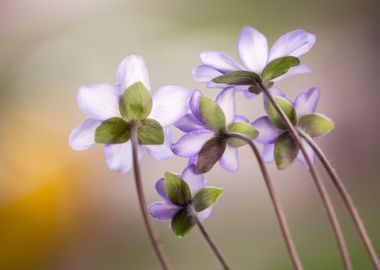 Spring flowers