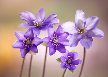 Spring flowers