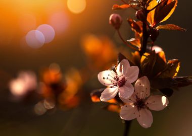 Spring flowers