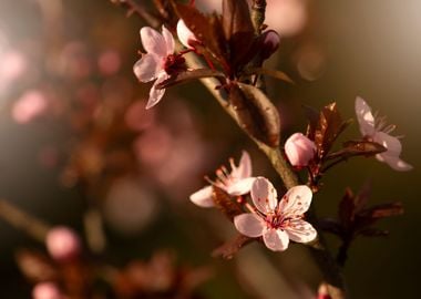 Spring flowers