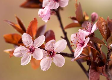 Cherry blossom