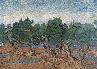 Olive Grove