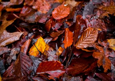 Autumn Colors