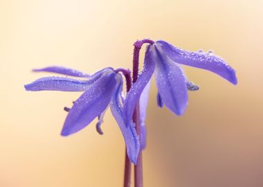 Spring flowers