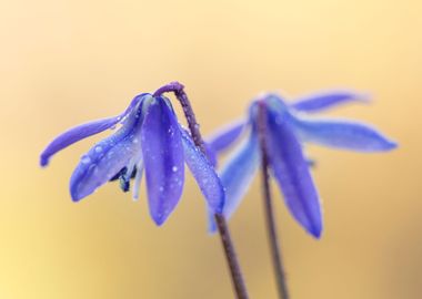 Spring flowers