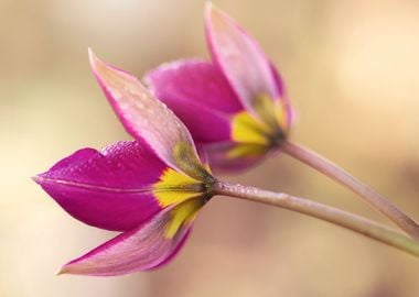 Pink Tulips