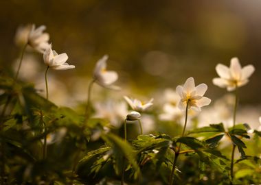 Spring flowers