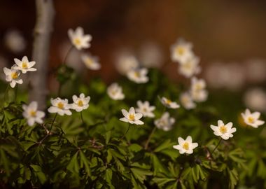 Spring flowers