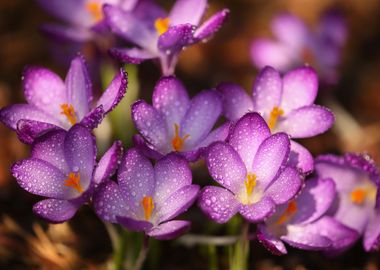 Crocuses