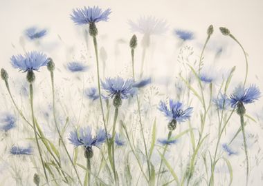 Cornflowers