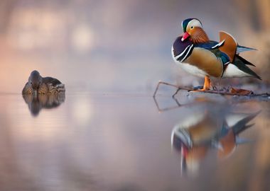 Mandarin duck