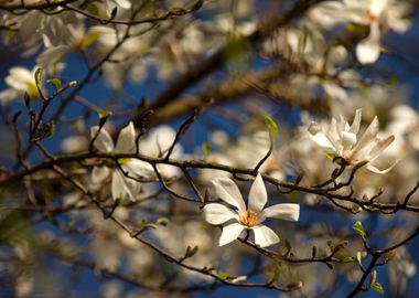 Magnolia flowers