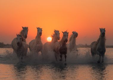 Sunset in Camargue