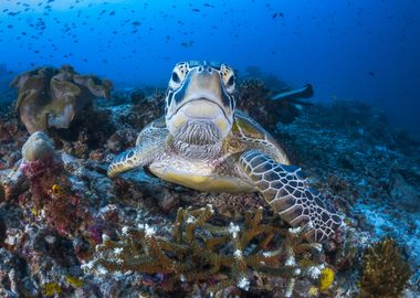 with a green turtle