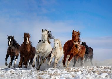 Mongolia Horses