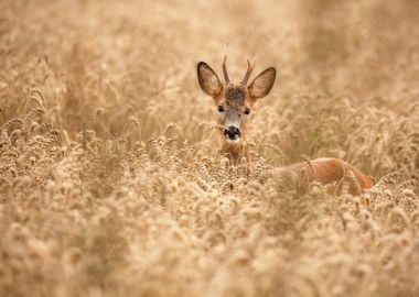 Deer in the field