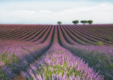 Velours de Lavender