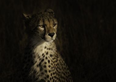 The portrait of a cheetah