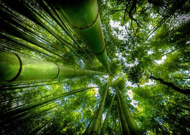 ARASHIYAMA