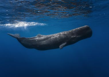 Sperm whale