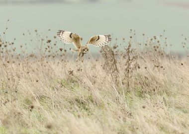 Hunting Short Eared Owl