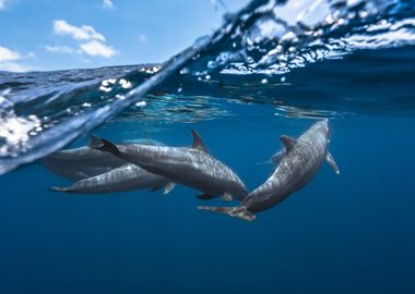 Dolphins