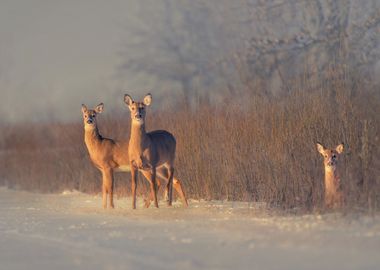 Three Deer