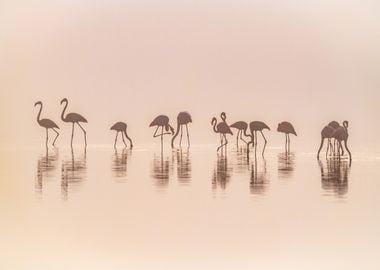 Flamingos in the mist