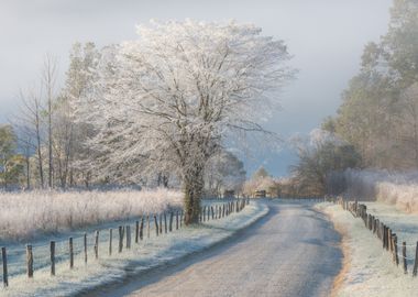 A Frosty Morning