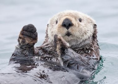 Otter in Alaska