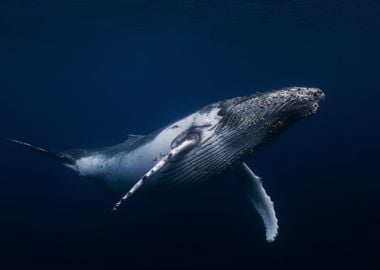 Humpback whale in blue