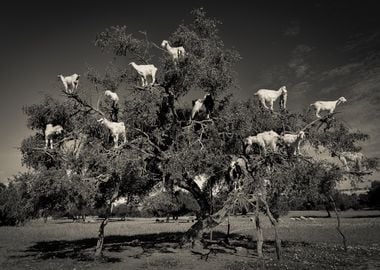 Argan loving goats