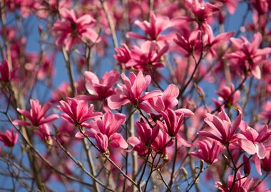 Magnolia flowers