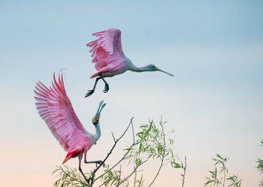 Roseate Spoonbills