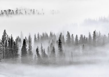 Foggy Forest