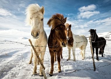 Icelandic Hair Style