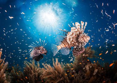 Lionfish