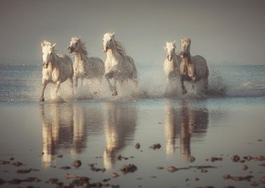 Camargue Horses