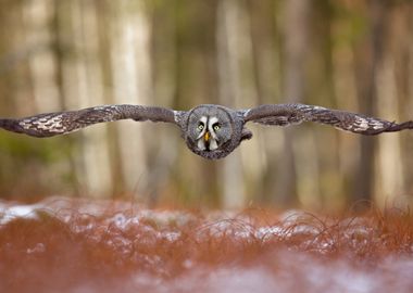 Great grey owl