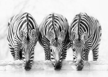 Zebras