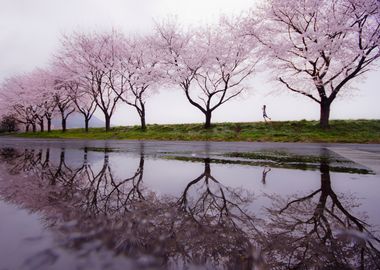 Rain of spring