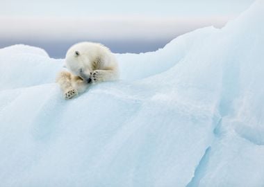 Polar Bear Grooming