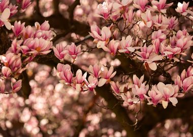 Magnolia flowers