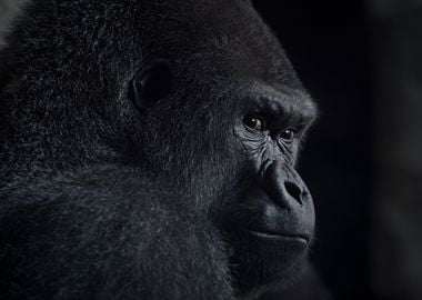 gorilla gaze