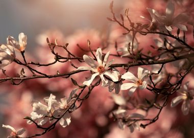 Magnolia flowers