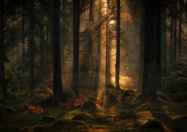 The light in the forest